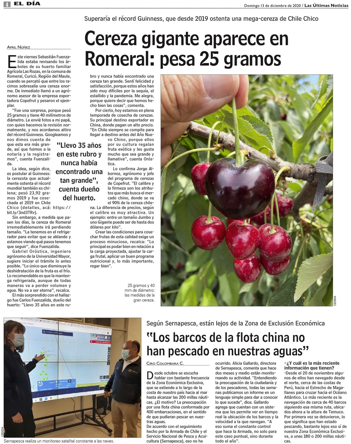 Cereza gigante aparece en Romeral: pesa 25 gramos - www.lun.com